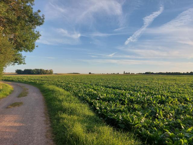 Sugar beet field in summer