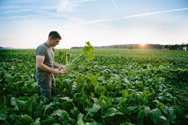 Farmer standing in sugar beet field