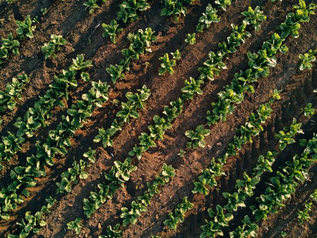 Rows of sugar beet plants